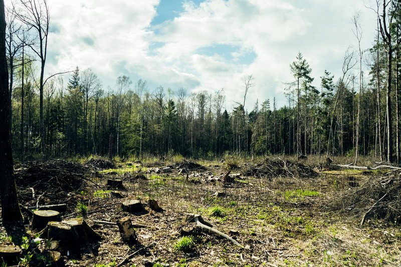 Cleared woodland with fresh stumps and scattered brush, standing trees behind under a blue sky