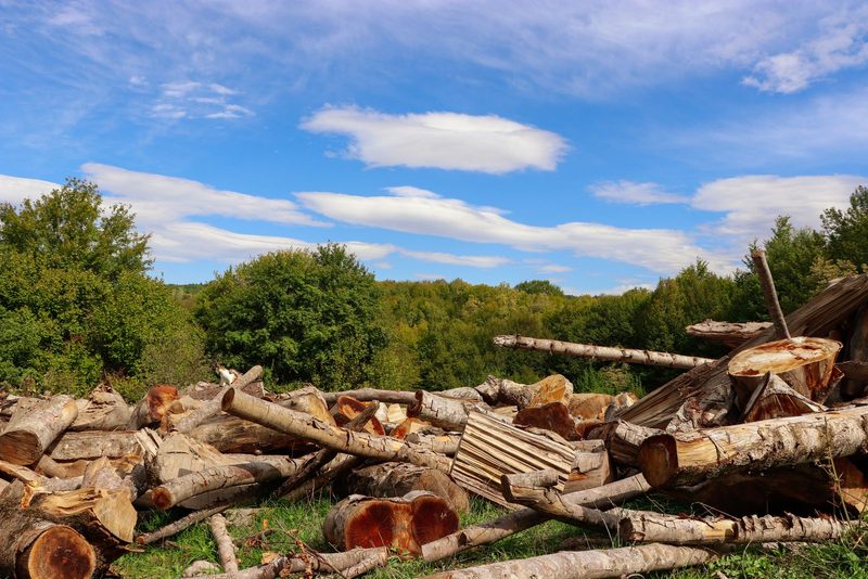 Pile of cut logs at the edge of a clearing, green trees and blue sky behind