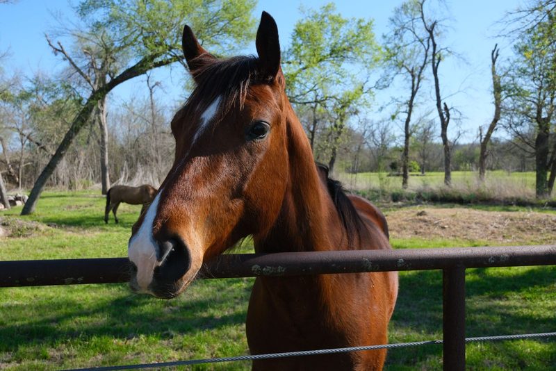 Brown horse leaning over a steel pipe-rail fence in a sunny Texas pasture